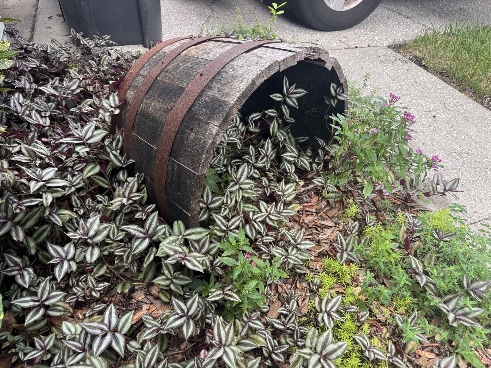 Sideways barrel section surrounded by garden plants