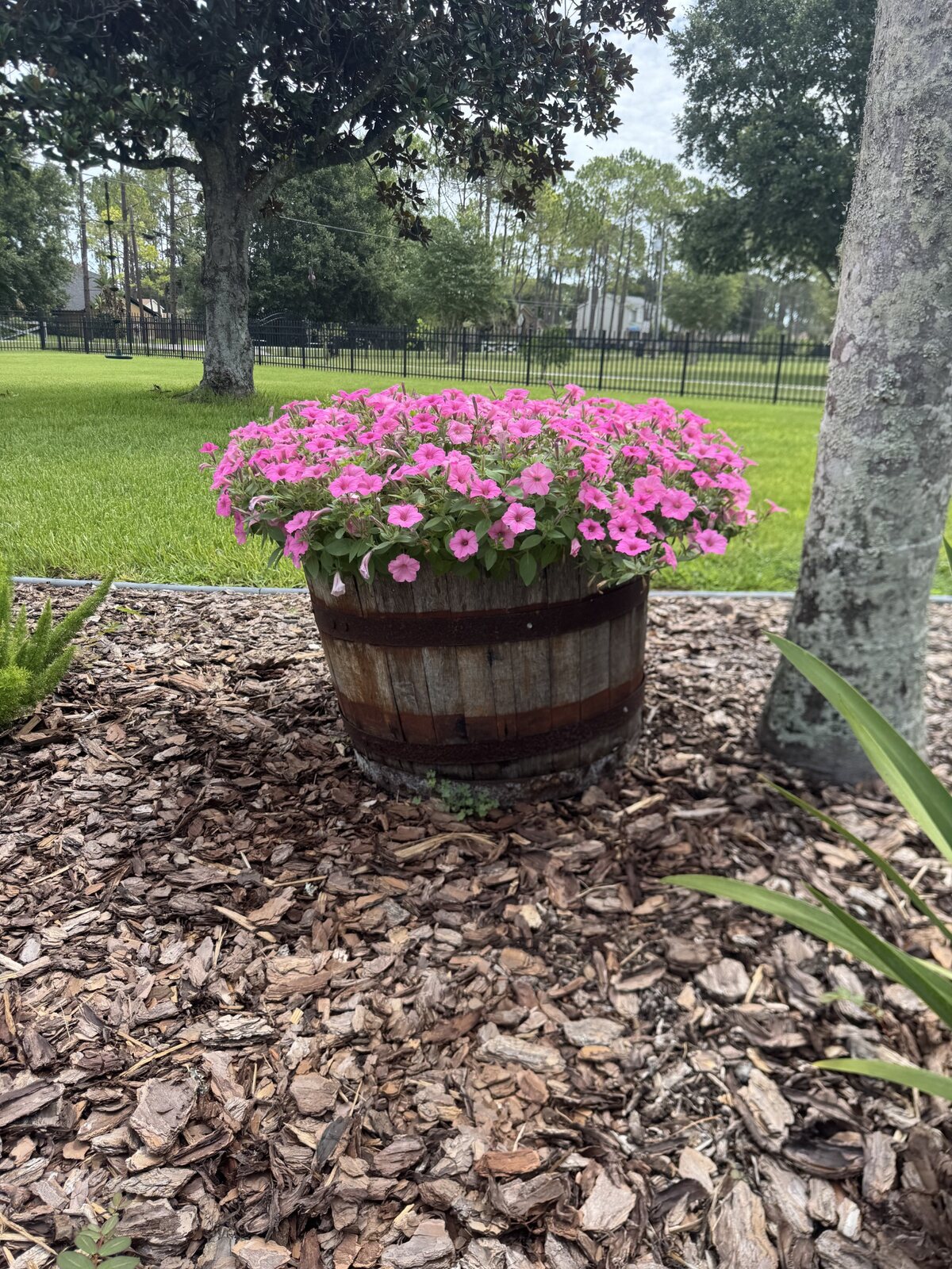 Half-barrel planter filled with bright pink flowers
