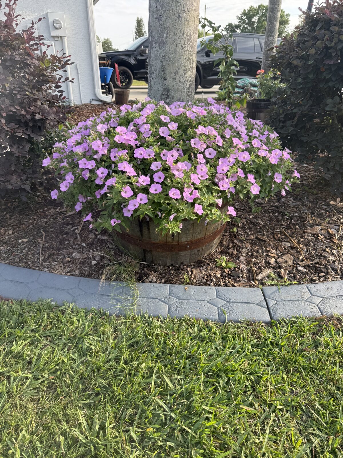 Half-barrel planter filled with purple flowers